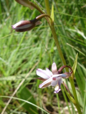 Eulophia zeyheriana bracts and spurs